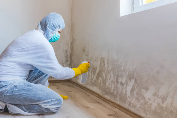 Licensed Mold Remediation service in Burlington, NC - Cheap Mold Removal
